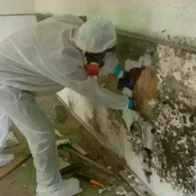 Mold Remediation and Removal in Youngsville, LA